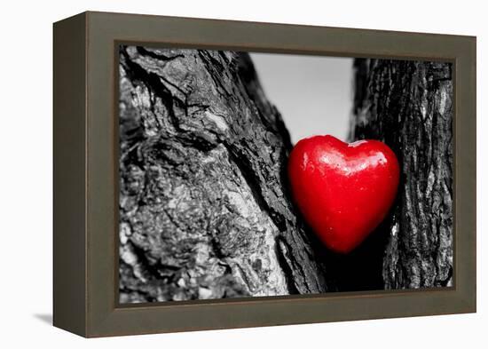 Red Heart in a Tree Trunk. Romantic Symbol of Love, Valentine's Day. Black and White with Red.-Michal Bednarek-Framed Premier Image Canvas