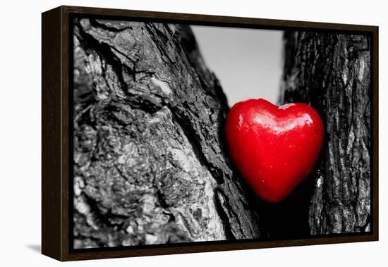 Red Heart in a Tree Trunk. Romantic Symbol of Love, Valentine's Day. Black and White with Red.-Michal Bednarek-Framed Premier Image Canvas