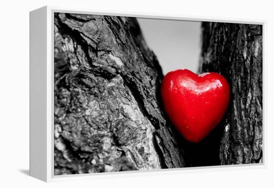 Red Heart in a Tree Trunk. Romantic Symbol of Love, Valentine's Day. Black and White with Red.-Michal Bednarek-Framed Premier Image Canvas