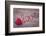 Red Heart of Red Wool Yarn on a Wooden Background-egal-Framed Photographic Print