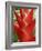 Red Heliconia Flower on West Maui, Hawaii, USA-Bruce Behnke-Framed Photographic Print