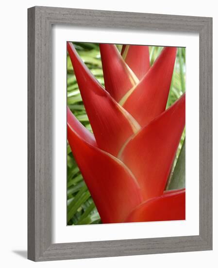 Red Heliconia Flower on West Maui, Hawaii, USA-Bruce Behnke-Framed Photographic Print