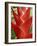 Red Heliconia Flower on West Maui, Hawaii, USA-Bruce Behnke-Framed Photographic Print