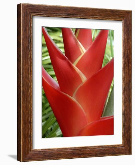 Red Heliconia Flower on West Maui, Hawaii, USA-Bruce Behnke-Framed Photographic Print