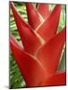 Red Heliconia Flower on West Maui, Hawaii, USA-Bruce Behnke-Mounted Photographic Print