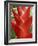 Red Heliconia Flower on West Maui, Hawaii, USA-Bruce Behnke-Framed Photographic Print