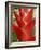 Red Heliconia Flower on West Maui, Hawaii, USA-Bruce Behnke-Framed Photographic Print