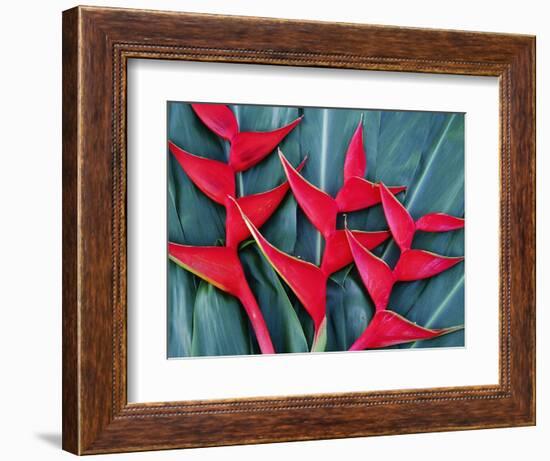 Red Heliconia Flowers-Darrell Gulin-Framed Photographic Print