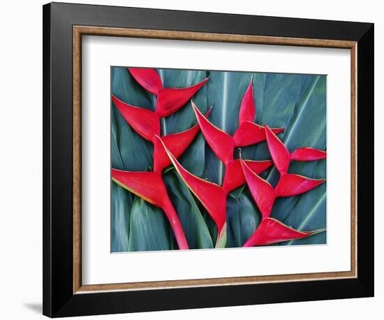 Red Heliconia Flowers-Darrell Gulin-Framed Photographic Print