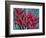 Red Heliconia Flowers-Darrell Gulin-Framed Photographic Print