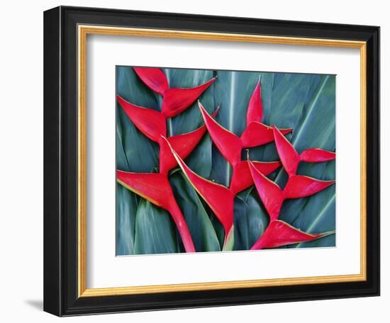 Red Heliconia Flowers-Darrell Gulin-Framed Photographic Print