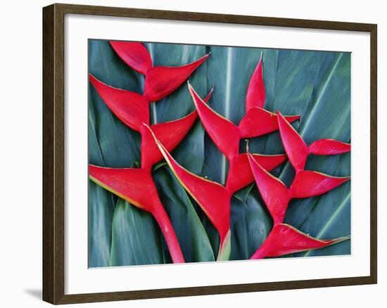 Red Heliconia Flowers-Darrell Gulin-Framed Photographic Print