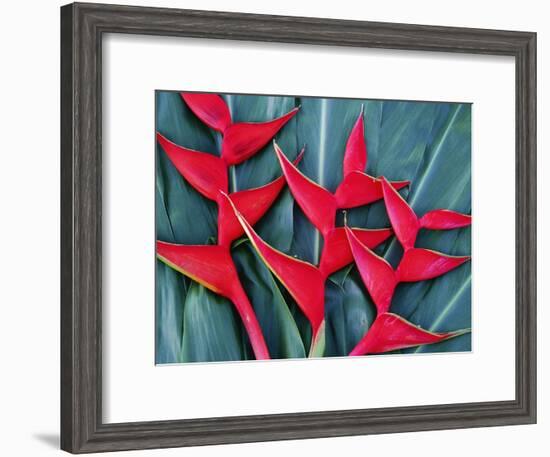 Red Heliconia Flowers-Darrell Gulin-Framed Photographic Print