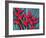 Red Heliconia Flowers-Darrell Gulin-Framed Photographic Print