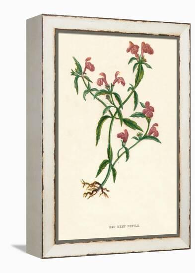 'Red Hemp Nettle', c1891, (1891)-Anne Pratt-Framed Premier Image Canvas