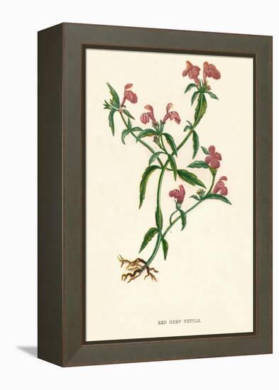 'Red Hemp Nettle', c1891, (1891)-Anne Pratt-Framed Premier Image Canvas