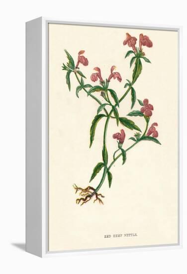 'Red Hemp Nettle', c1891, (1891)-Anne Pratt-Framed Premier Image Canvas