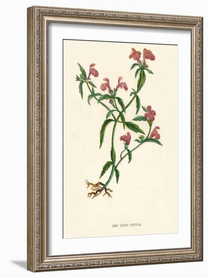 'Red Hemp Nettle', c1891, (1891)-Anne Pratt-Framed Giclee Print