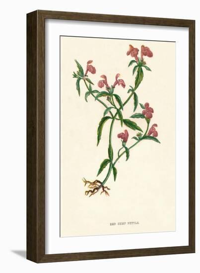 'Red Hemp Nettle', c1891, (1891)-Anne Pratt-Framed Giclee Print