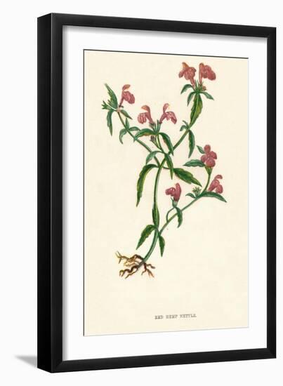 'Red Hemp Nettle', c1891, (1891)-Anne Pratt-Framed Giclee Print