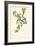 'Red Hemp Nettle', c1891, (1891)-Anne Pratt-Framed Giclee Print