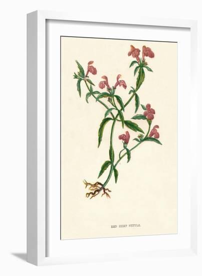 'Red Hemp Nettle', c1891, (1891)-Anne Pratt-Framed Giclee Print