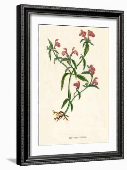 'Red Hemp Nettle', c1891, (1891)-Anne Pratt-Framed Giclee Print