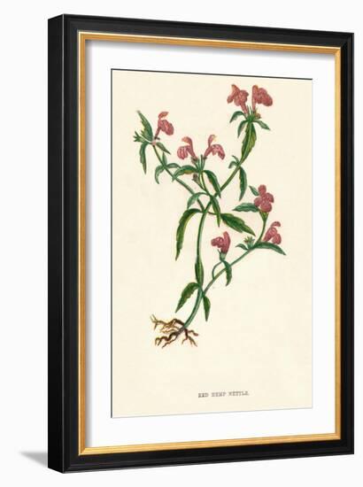 'Red Hemp Nettle', c1891, (1891)-Anne Pratt-Framed Giclee Print