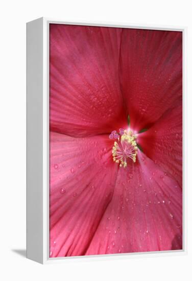 Red Hibiscus Abstract-Anna Miller-Framed Premier Image Canvas