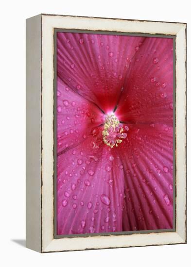 Red Hibiscus Abstract-Anna Miller-Framed Premier Image Canvas