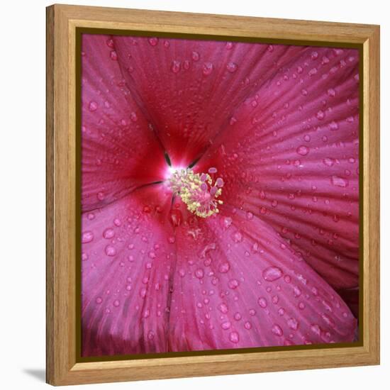 Red Hibiscus Abstract-Anna Miller-Framed Premier Image Canvas