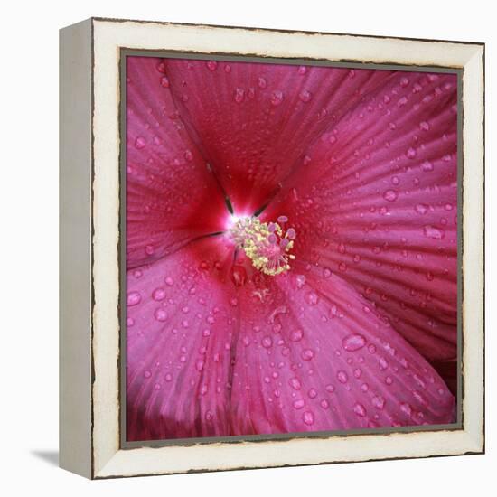 Red Hibiscus Abstract-Anna Miller-Framed Premier Image Canvas