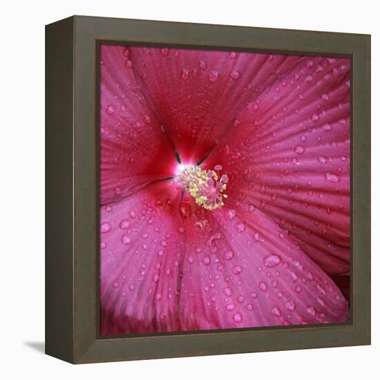 Red Hibiscus Abstract-Anna Miller-Framed Premier Image Canvas