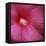 Red Hibiscus Abstract-Anna Miller-Framed Premier Image Canvas