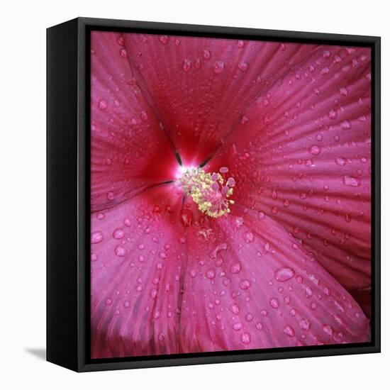 Red Hibiscus Abstract-Anna Miller-Framed Premier Image Canvas