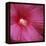 Red Hibiscus Abstract-Anna Miller-Framed Premier Image Canvas