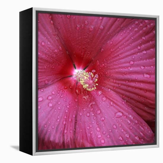 Red Hibiscus Abstract-Anna Miller-Framed Premier Image Canvas