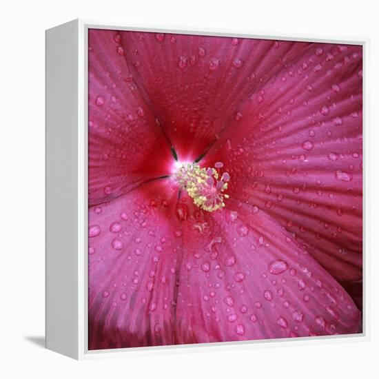 Red Hibiscus Abstract-Anna Miller-Framed Premier Image Canvas