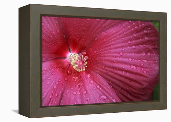 Red Hibiscus Abstract-Anna Miller-Framed Premier Image Canvas