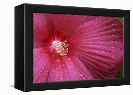 Red Hibiscus Abstract-Anna Miller-Framed Premier Image Canvas