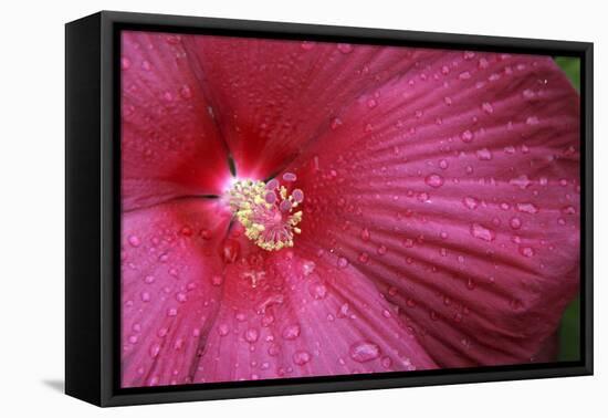 Red Hibiscus Abstract-Anna Miller-Framed Premier Image Canvas