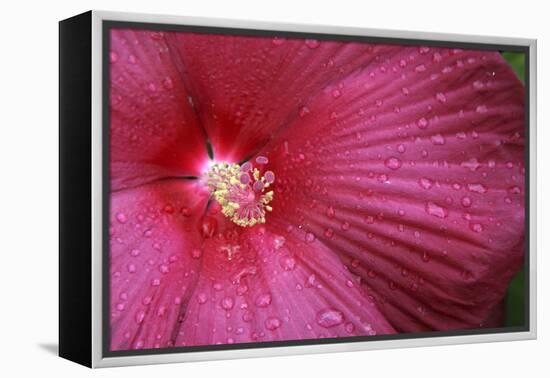 Red Hibiscus Abstract-Anna Miller-Framed Premier Image Canvas