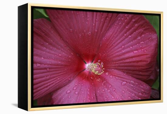 Red Hibiscus Abstract-Anna Miller-Framed Premier Image Canvas