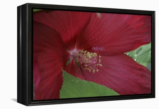 Red Hibiscus Abstract-Anna Miller-Framed Premier Image Canvas