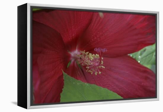 Red Hibiscus Abstract-Anna Miller-Framed Premier Image Canvas