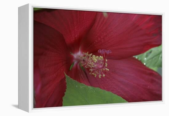 Red Hibiscus Abstract-Anna Miller-Framed Premier Image Canvas