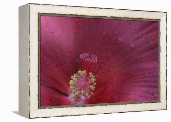 Red Hibiscus Abstract-Anna Miller-Framed Premier Image Canvas