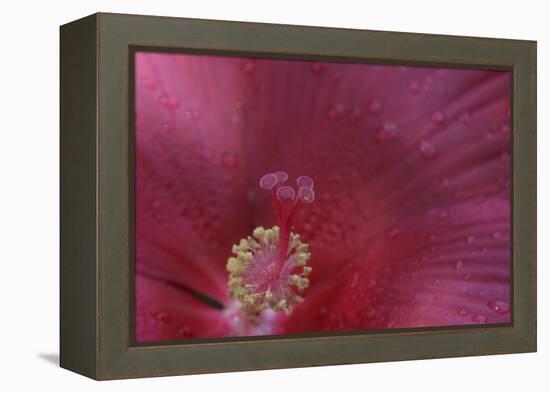 Red Hibiscus Abstract-Anna Miller-Framed Premier Image Canvas