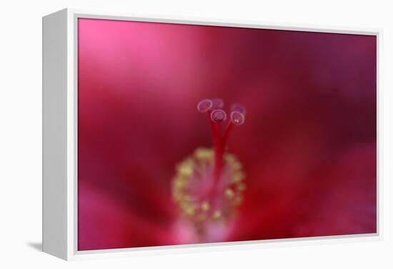 Red Hibiscus Abstract-Anna Miller-Framed Premier Image Canvas