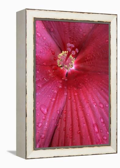 Red Hibiscus Abstract-Anna Miller-Framed Premier Image Canvas